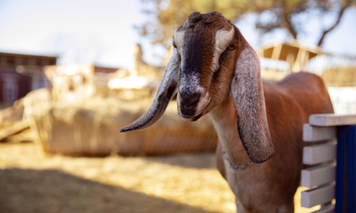 N’Djaména : La divagation des animaux fait des dégâts