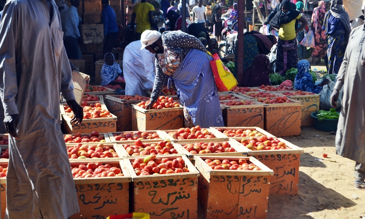 Tomate, fruit prisé des N’Djamenois