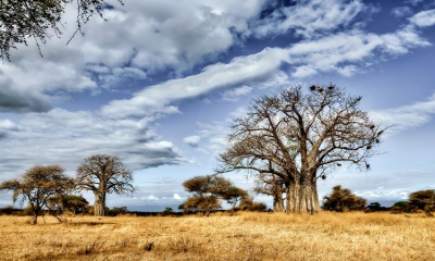 Sahel : l'insécurité alimentaire va s’aggraver !