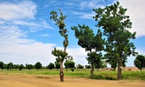 La forêt de Walia victime des coupecoupes