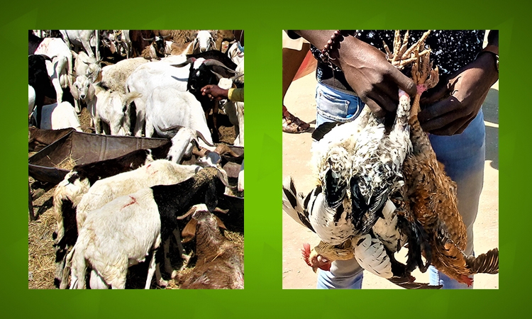 Saint Sylvestre : Hausse des prix du mouton et du poulet