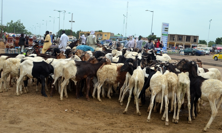 Tabaski : les prix des moutons font grincer les dents